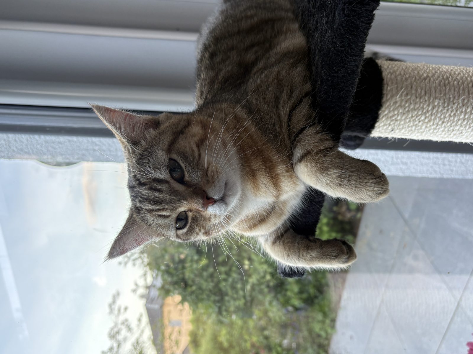 Futtermenge für alte Katzen richtig berechnen